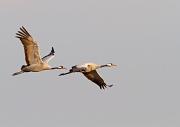 Kranich - Common Crane  (Grus grus)